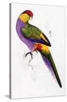 Red-Capped Parrot, Purpureicephalus Spurius-Edward Lear-Stretched Canvas