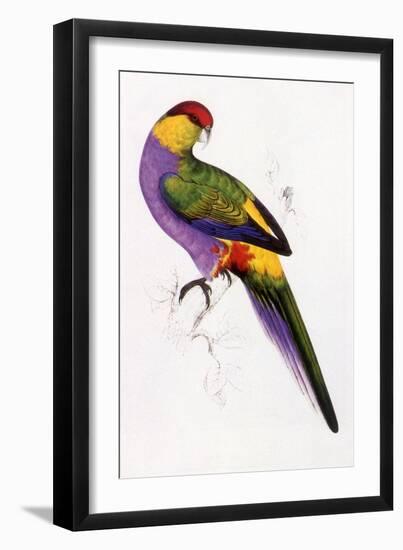 Red-Capped Parrot, Purpureicephalus Spurius-Edward Lear-Framed Giclee Print