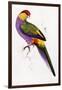 Red-Capped Parrot, Purpureicephalus Spurius-Edward Lear-Framed Giclee Print