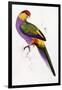 Red-Capped Parrot, Purpureicephalus Spurius-Edward Lear-Framed Giclee Print