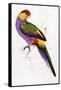 Red-Capped Parrot, Purpureicephalus Spurius-Edward Lear-Framed Stretched Canvas