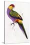Red-Capped Parrot, Purpureicephalus Spurius-Edward Lear-Stretched Canvas