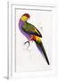 Red-Capped Parrot, Purpureicephalus Spurius-Edward Lear-Framed Giclee Print