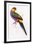 Red-Capped Parrot, Purpureicephalus Spurius-Edward Lear-Framed Giclee Print