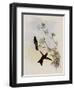 Red-Capped Thorn-Bill, Ramphomicron Ruficeps-John Gould-Framed Giclee Print