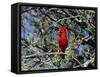 Red Cardinal in Arizona-Carol Polich-Framed Stretched Canvas