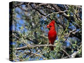 Red Cardinal in Arizona-Carol Polich-Stretched Canvas