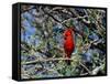 Red Cardinal in Arizona-Carol Polich-Framed Stretched Canvas