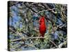 Red Cardinal in Arizona-Carol Polich-Stretched Canvas