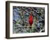 Red Cardinal in Arizona-Carol Polich-Framed Photographic Print