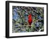 Red Cardinal in Arizona-Carol Polich-Framed Photographic Print