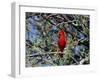 Red Cardinal in Arizona-Carol Polich-Framed Photographic Print