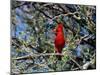 Red Cardinal in Arizona-Carol Polich-Mounted Photographic Print