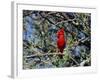 Red Cardinal in Arizona-Carol Polich-Framed Photographic Print