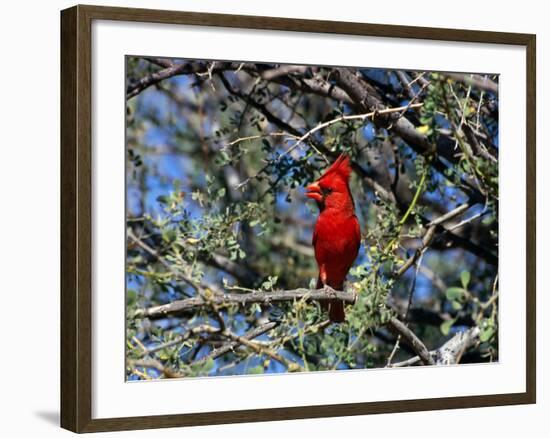 Red Cardinal in Arizona-Carol Polich-Framed Photographic Print