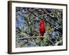 Red Cardinal in Arizona-Carol Polich-Framed Photographic Print