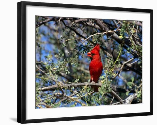 Red Cardinal in Arizona-Carol Polich-Framed Photographic Print