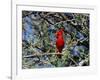 Red Cardinal in Arizona-Carol Polich-Framed Photographic Print