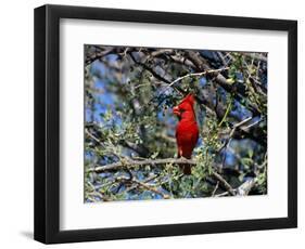 Red Cardinal in Arizona-Carol Polich-Framed Photographic Print