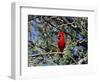 Red Cardinal in Arizona-Carol Polich-Framed Photographic Print