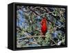 Red Cardinal in Arizona-Carol Polich-Framed Stretched Canvas