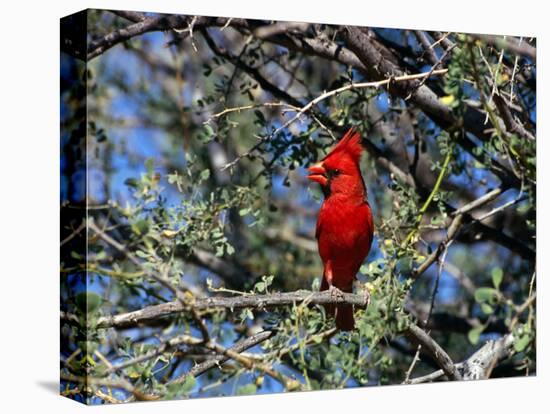 Red Cardinal in Arizona-Carol Polich-Stretched Canvas