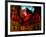 Red Cardinal Thai Temp-Daniel Stanford-Framed Art Print