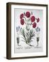 Red Carnation and Lavender, from 'Hortus Eystettensis', by Basil Besler (1561-1629), Pub. 1613 (Han-German School-Framed Giclee Print