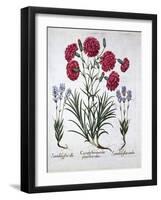 Red Carnation and Lavender, from 'Hortus Eystettensis', by Basil Besler (1561-1629), Pub. 1613 (Han-German School-Framed Giclee Print