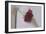 Red Carnation-Carolina Hernandez-Framed Photographic Print