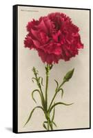 Red Carnation-null-Framed Stretched Canvas