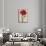 Red Carnation-null-Framed Stretched Canvas displayed on a wall