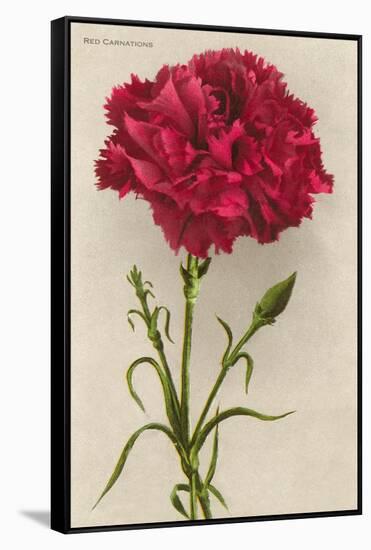 Red Carnation-null-Framed Stretched Canvas