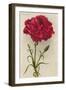 Red Carnation-null-Framed Art Print