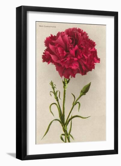 Red Carnation-null-Framed Art Print