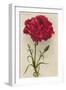 Red Carnation-null-Framed Art Print