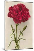Red Carnation-null-Mounted Art Print