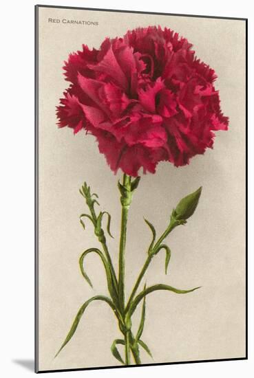Red Carnation-null-Mounted Art Print