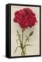 Red Carnation-null-Framed Stretched Canvas