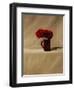 Red Carnations-James Gillick-Framed Giclee Print