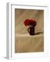 Red Carnations-James Gillick-Framed Giclee Print