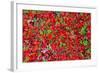 Red Carpet of Plants in Lapland-gadag-Framed Photographic Print