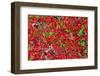 Red Carpet of Plants in Lapland-gadag-Framed Photographic Print