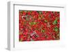 Red Carpet of Plants in Lapland-gadag-Framed Photographic Print