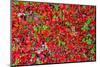 Red Carpet of Plants in Lapland-gadag-Mounted Photographic Print