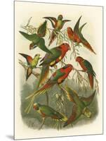 Red Cassel Birds I-Cassell-Mounted Art Print