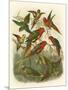 Red Cassel Birds I-Cassell-Mounted Art Print