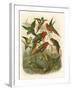 Red Cassel Birds I-Cassell-Framed Art Print