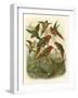 Red Cassel Birds I-Cassell-Framed Art Print