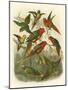 Red Cassel Birds I-Cassell-Mounted Art Print